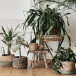 Hocker Palu [Natur]