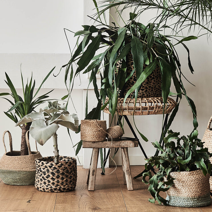 Hocker Palu [Natur]